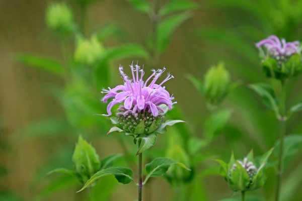 Wild Bergamot by Deb Oppermann